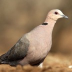 DOVE.            REDEYED..JPG