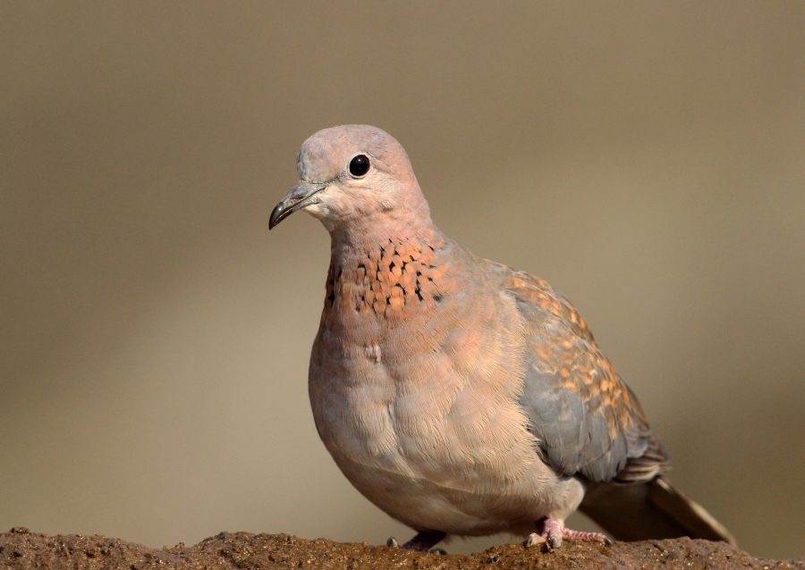 DOVE.      LAUGHING..JPG