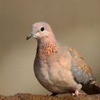 DOVE.      LAUGHING..JPG