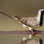 DOVE.      NAMAQUA.  male.jpg