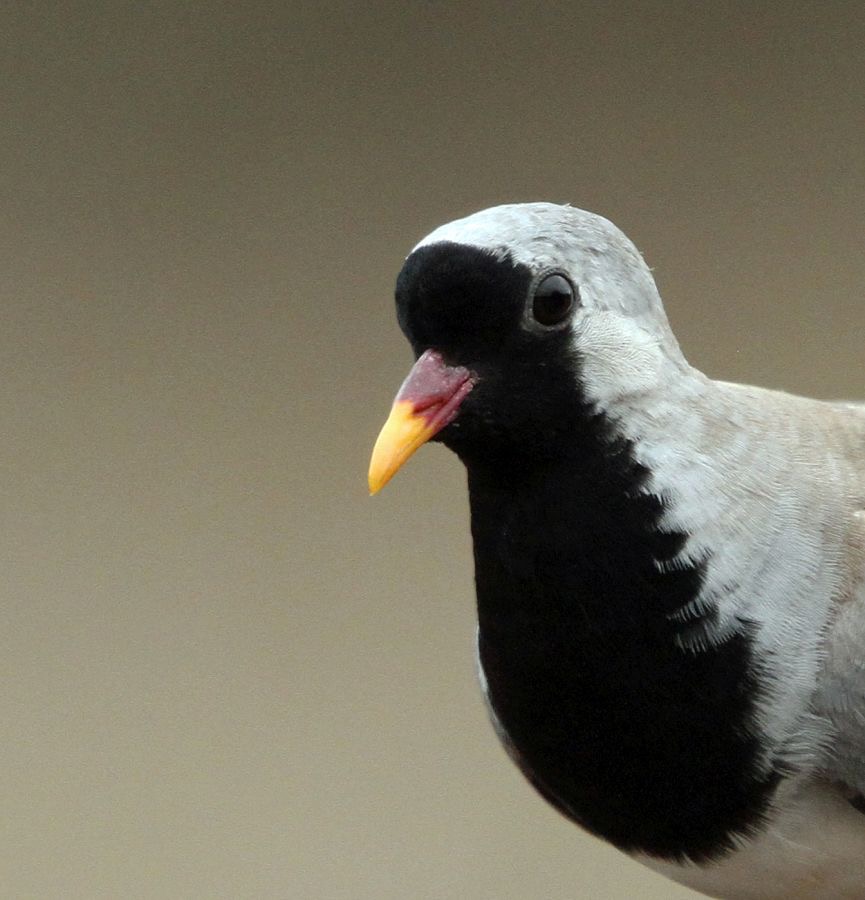 DOVE.    NAMAQUA.  headshot.   male.JPG