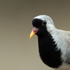 DOVE.    NAMAQUA.  headshot.   male.JPG
