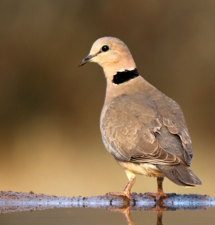 DOVE.   CAPE TURTLE.JPG
