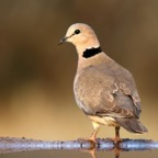 DOVE.   CAPE TURTLE.JPG