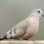 DOVE.   GREENSPOTTED.JPG