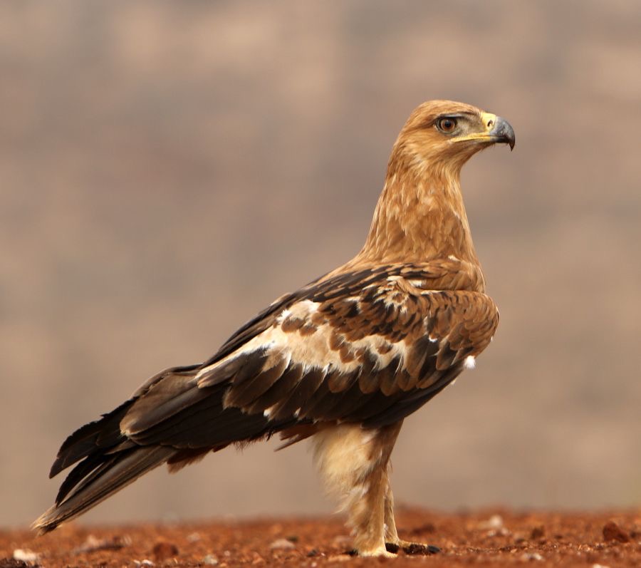 EAGLE      TAWNY    medium form.JPG
