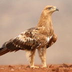 EAGLE     TAWNY      pale form.JPG