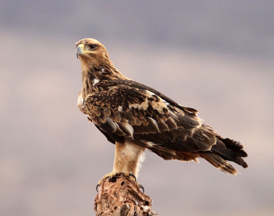 EAGLE.        TAWNY            dark form.JPG
