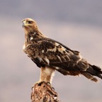 EAGLE.        TAWNY            dark form.JPG