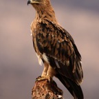EAGLE.      TAWNY.          dark form..JPG