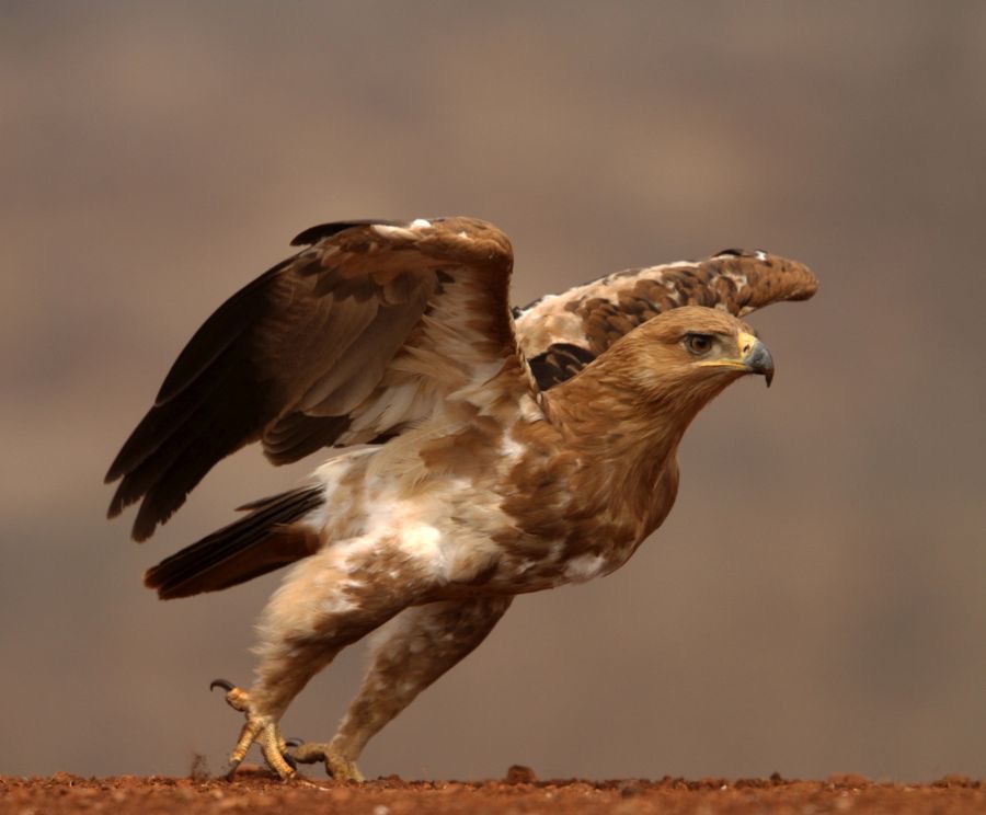 EAGLE.      TAWNY.     starting to fly..JPG