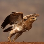 EAGLE.      TAWNY.     starting to fly..JPG