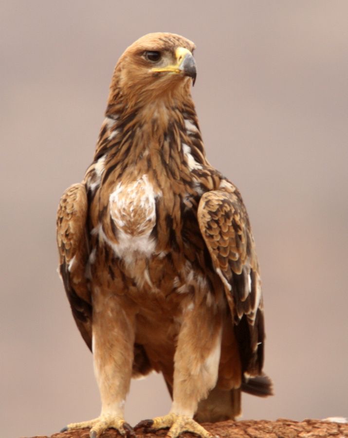 EAGLE..       TAWNY             with full crop.JPG