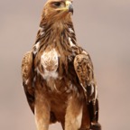 EAGLE..       TAWNY             with full crop.JPG