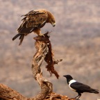 EAGLE...   TAWNY with carcass & crow.JPG
