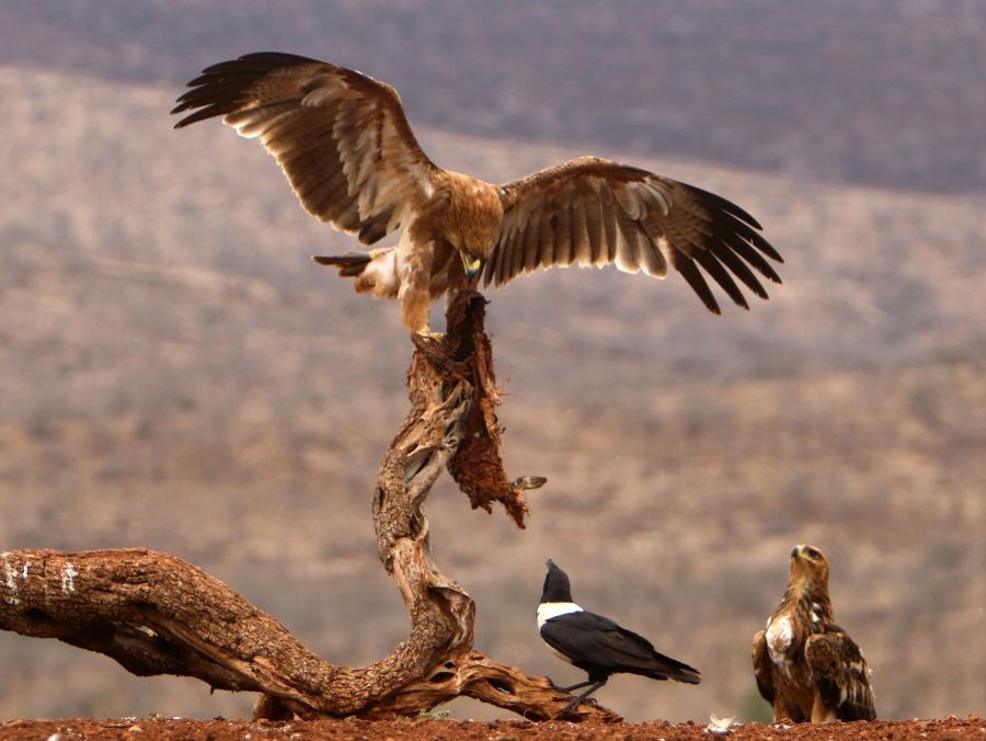 EAGLE.... TAWNY with carcass & onlookers.JPG