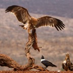 EAGLE.... TAWNY with carcass & onlookers.JPG