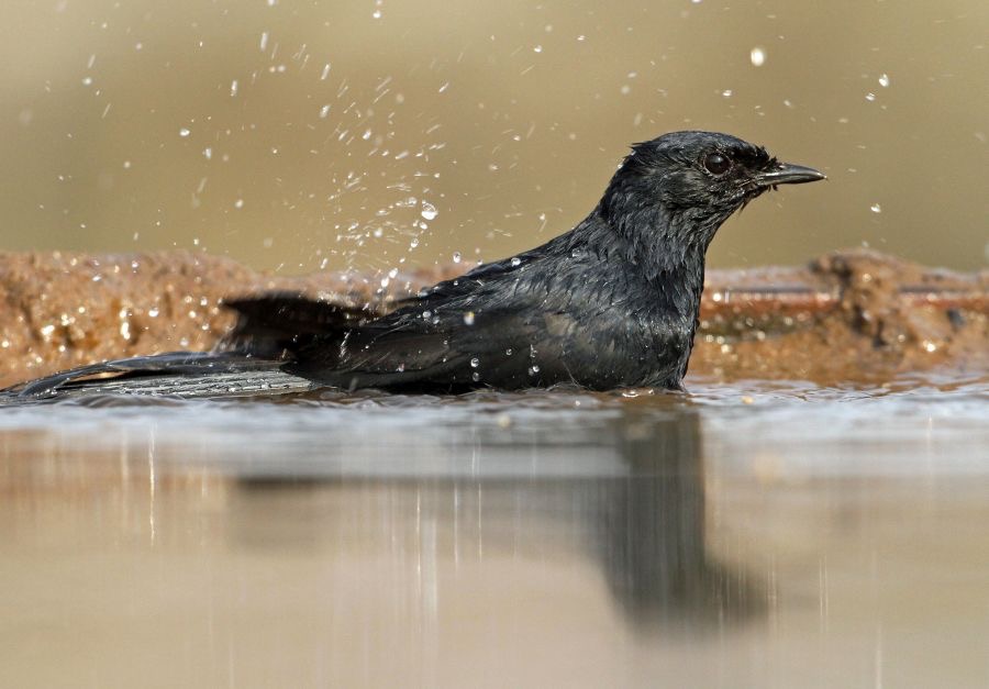 FLYCATCHER.  SOUTHERN BLACK..      bathing.JPG