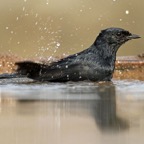 FLYCATCHER.  SOUTHERN BLACK..      bathing.JPG