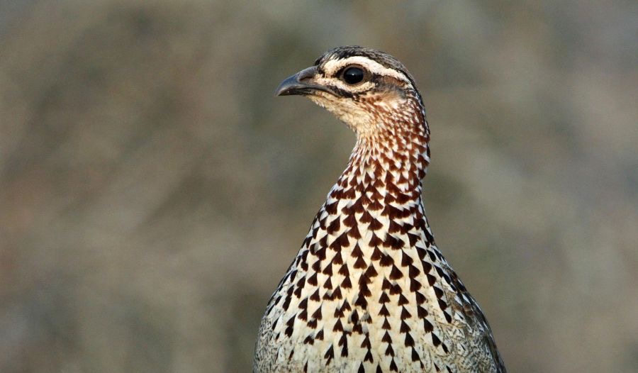 FRANCOLIN.    CRESTED...JPG