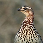 FRANCOLIN.    CRESTED...JPG