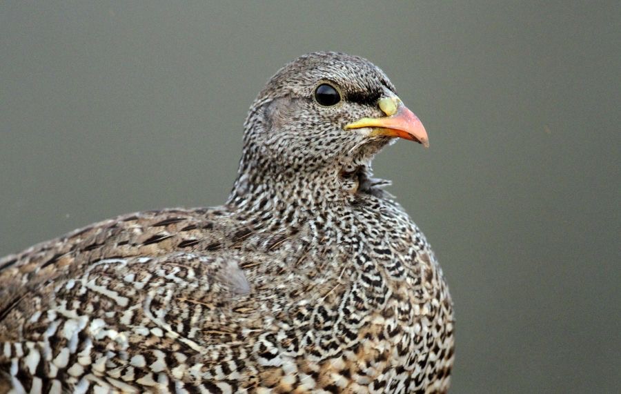 FRANCOLIN.    NATAL..JPG