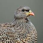 FRANCOLIN.    NATAL..JPG