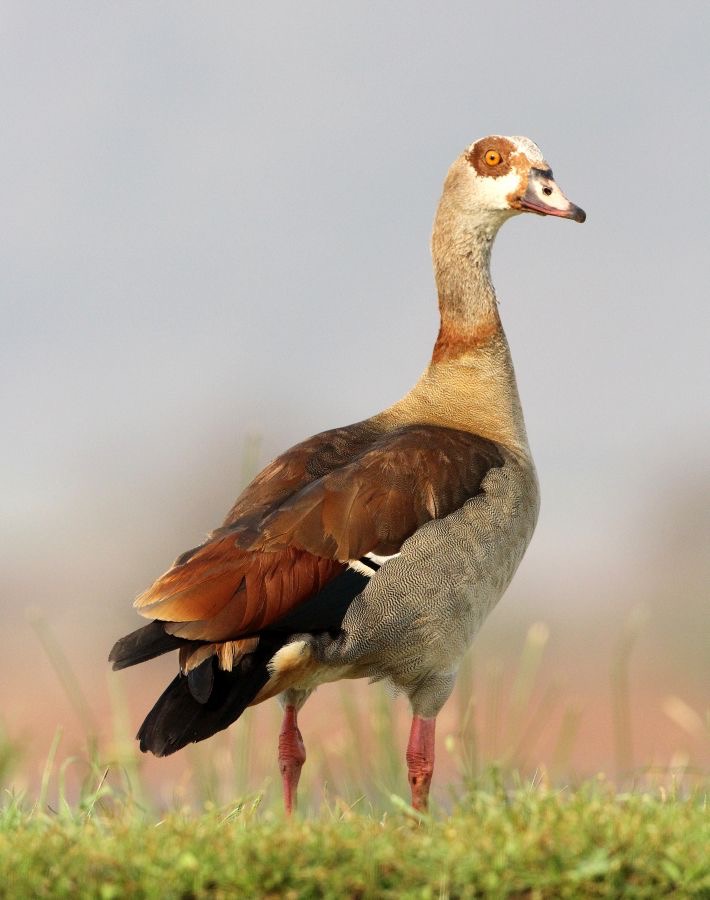 GOOSE..      EGYPTIAN.JPG
