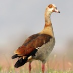 GOOSE..      EGYPTIAN.JPG