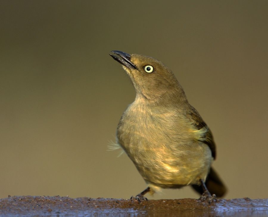 GREENBUL.    SOMBRE...JPG