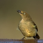GREENBUL.    SOMBRE...JPG