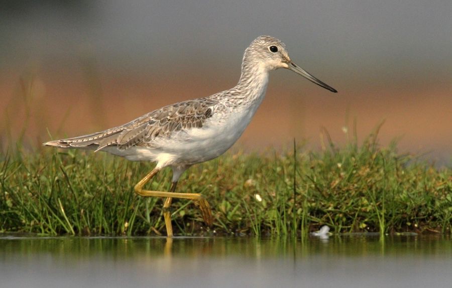 GREENSHANK.   COMMON.JPG