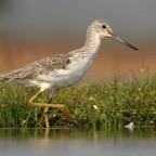GREENSHANK.   COMMON.JPG