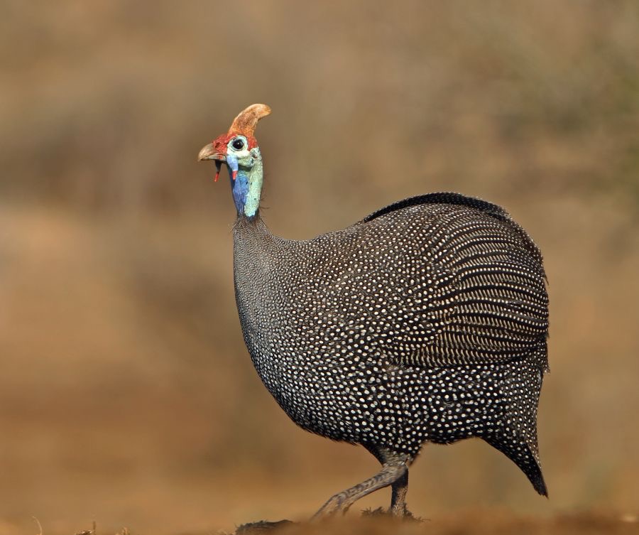 GUINEAFOWL  HELMETED...JPG