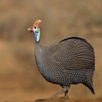 GUINEAFOWL  HELMETED...JPG