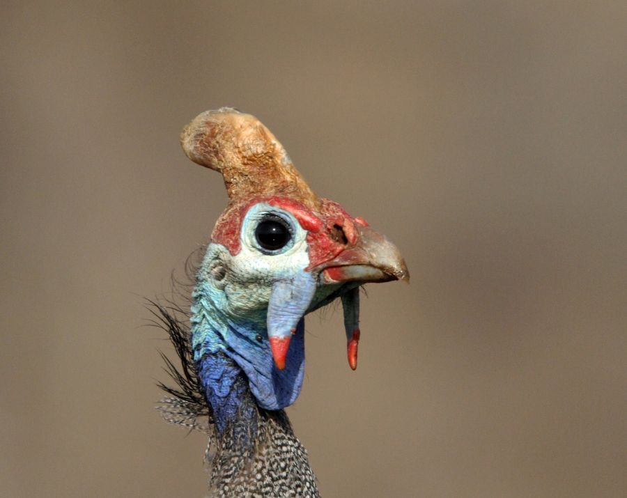 GUINEAFOWL.  HELMETED.   Adult Male.JPG