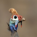 GUINEAFOWL.  HELMETED.   Adult Male.JPG