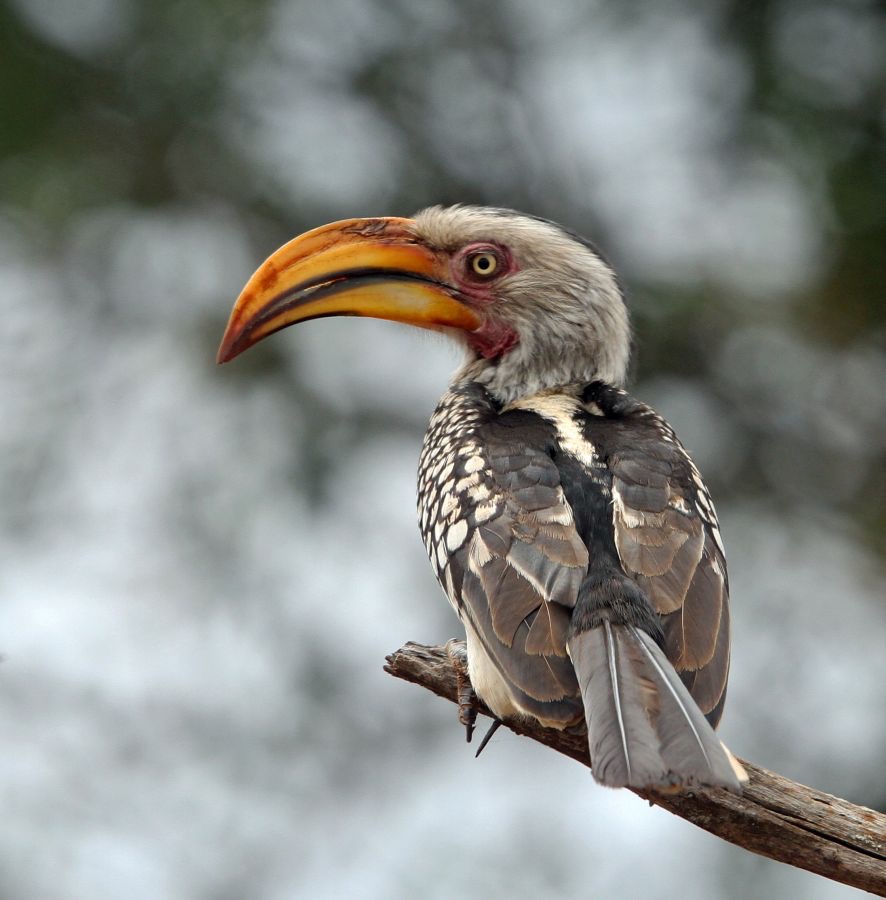 HORNBILL. SOUTHERN YELLED-BILLED.JPG