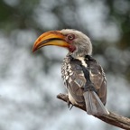 HORNBILL. SOUTHERN YELLED-BILLED.JPG