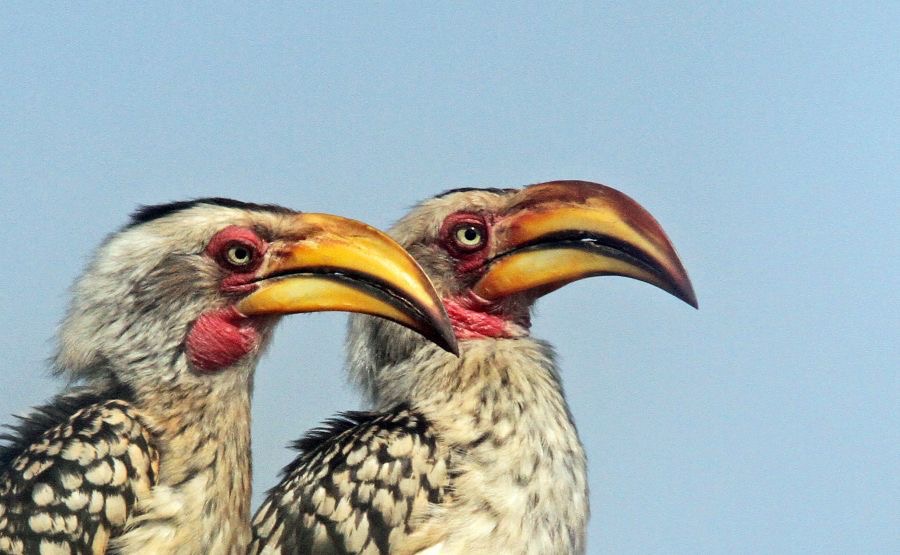 HORNBILLS. SOUTHERN YELLOW-BILLED.JPG