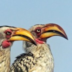 HORNBILLS. SOUTHERN YELLOW-BILLED.JPG