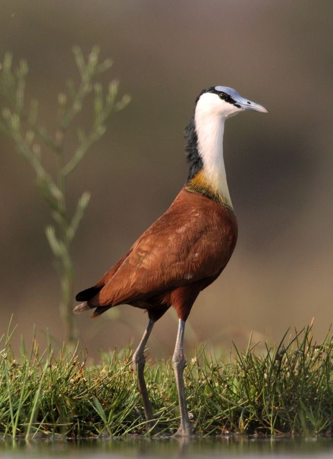 JACANA.   AFRICAN.JPG