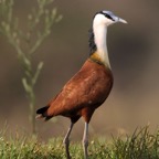 JACANA.   AFRICAN.JPG