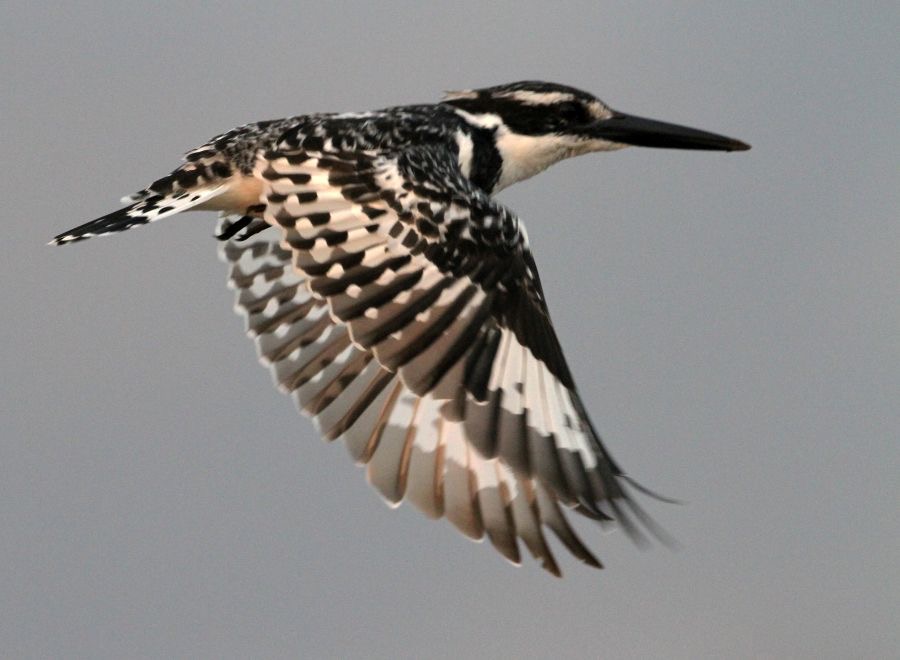 KINGFISHER.   PIED.  in flight.JPG