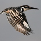 KINGFISHER.   PIED.  in flight.JPG