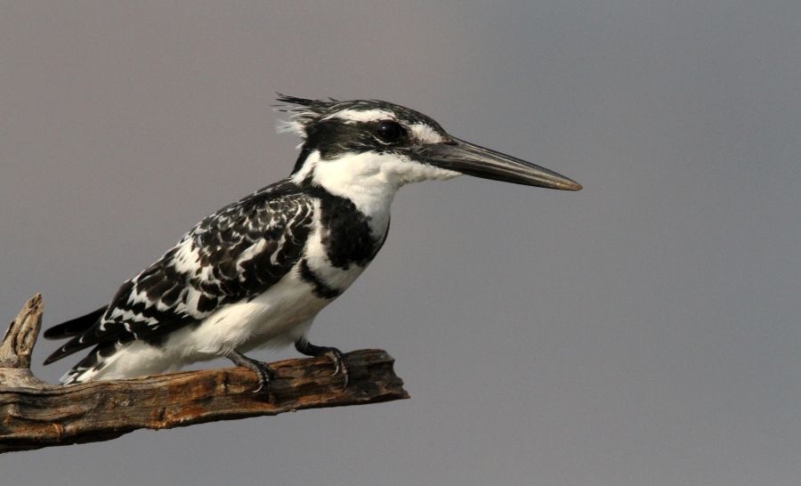 KINGFISHER.   PIED.JPG