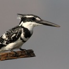 KINGFISHER.   PIED.JPG