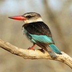 KINGFISHER.  BROWN -HOODED male.JPG