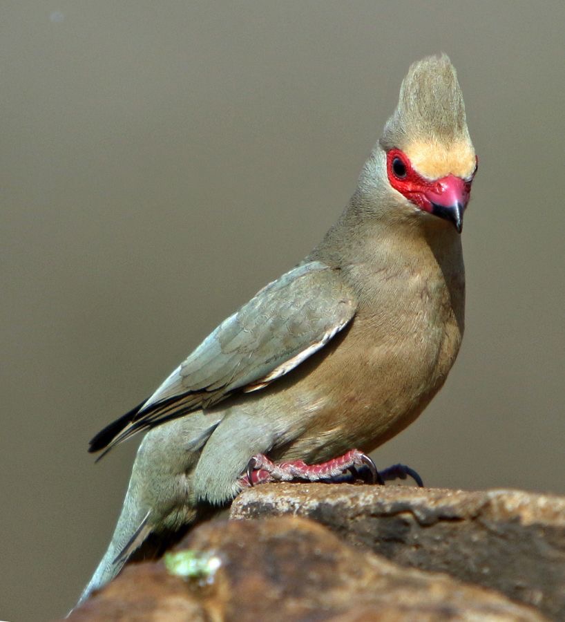MOUSEBIRD   RED-FACED.JPG