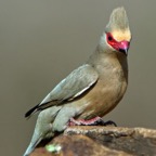 MOUSEBIRD   RED-FACED.JPG